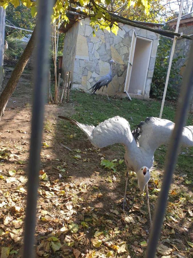 Zoo Misic Prenociste Otel Vranje Dış mekan fotoğraf