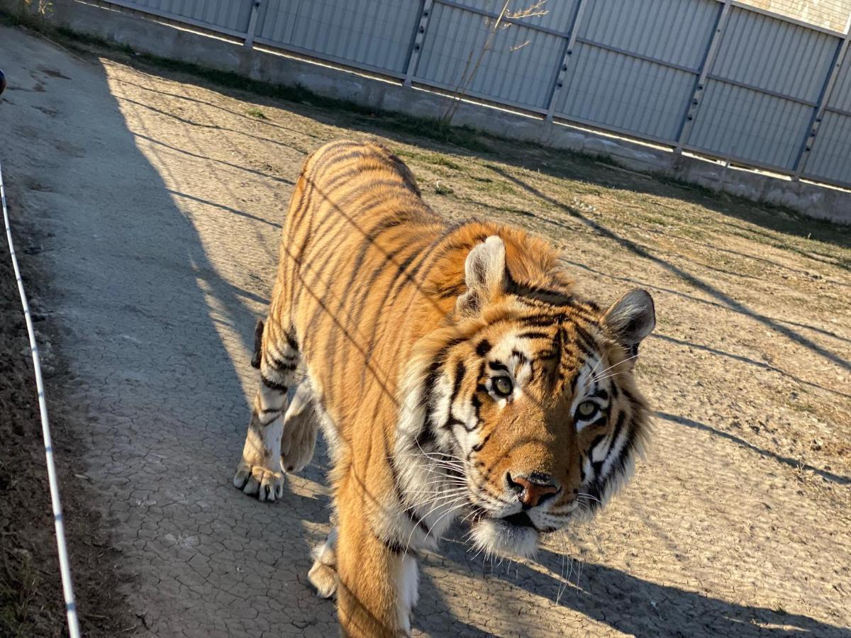 Zoo Misic Prenociste Otel Vranje Dış mekan fotoğraf